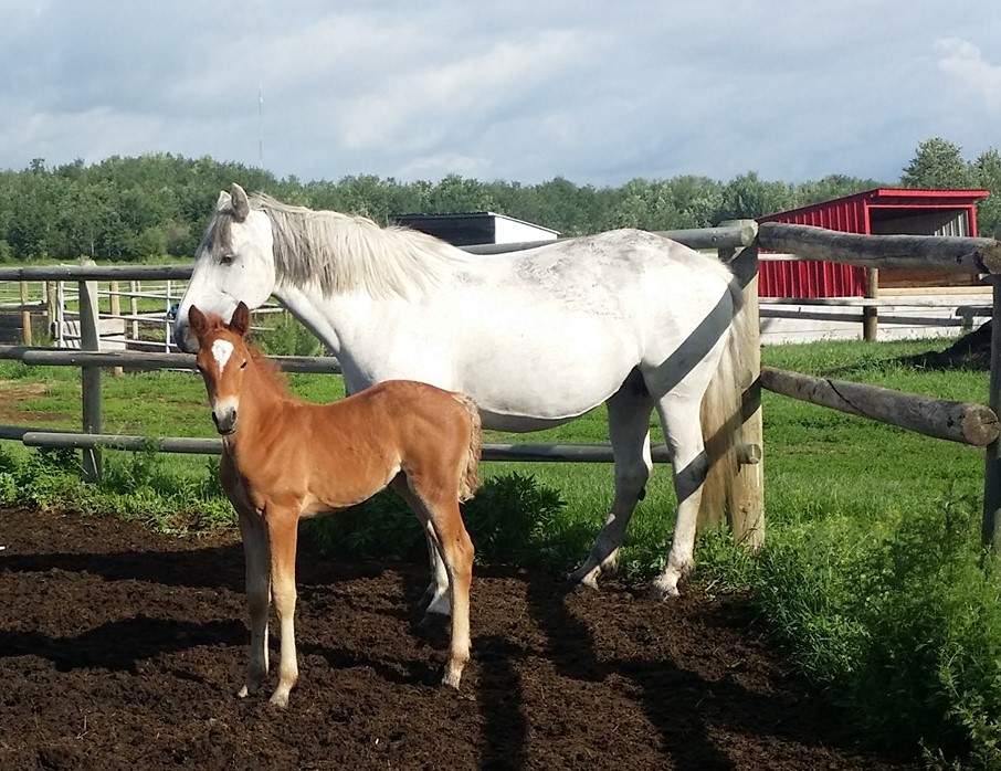 Mercedes and her 2019 Filly  by *Patty's Etoile de Parie